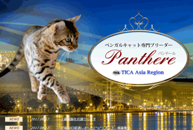 八戸市ベンガル猫　パンテール