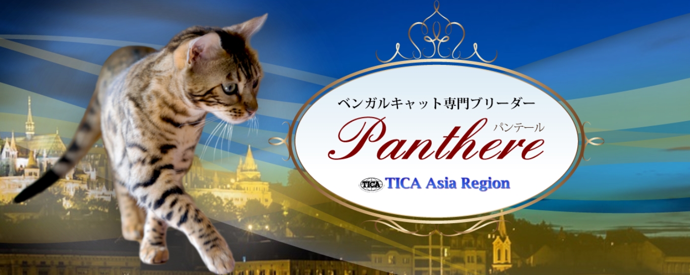 ベンガル猫ブリーダー