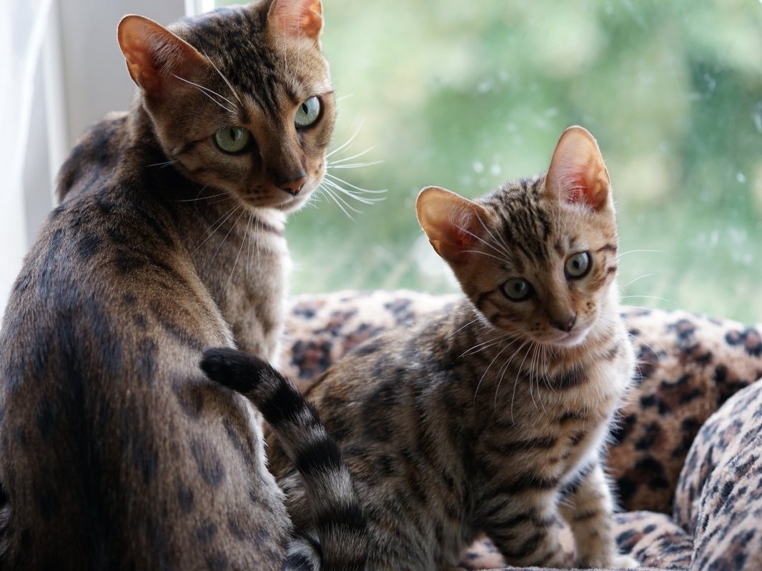 ベンガル猫のパンテール 親猫と仔猫