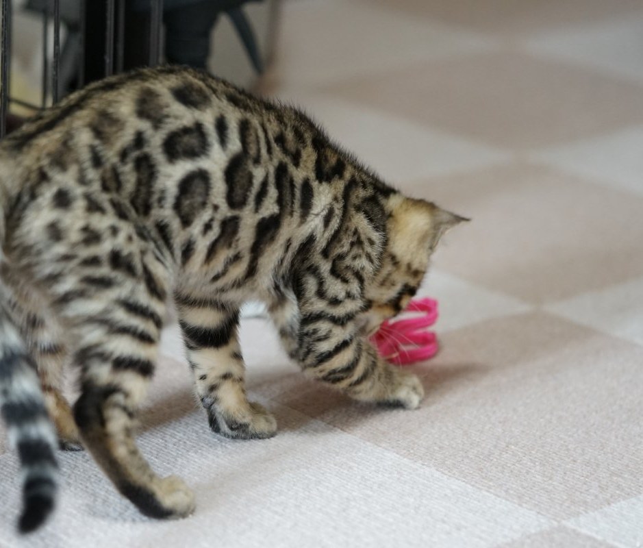 ベンガル猫のパンテール