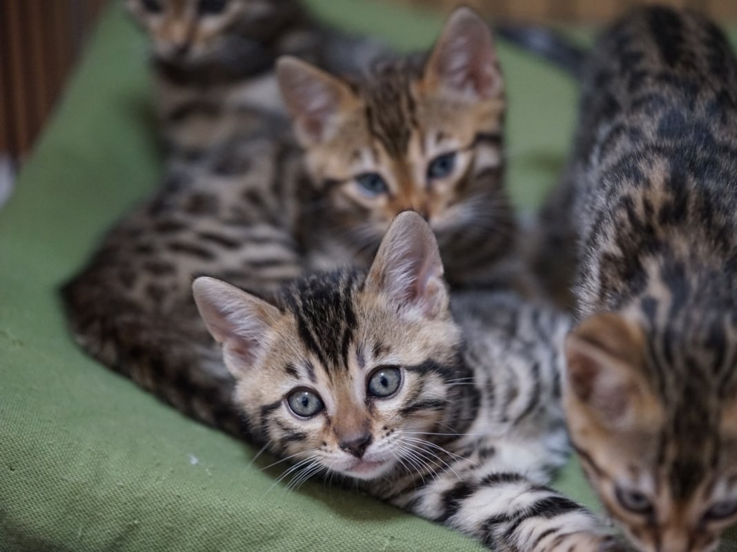 ベンガル猫のパンテール すくすく育つ仔猫たち