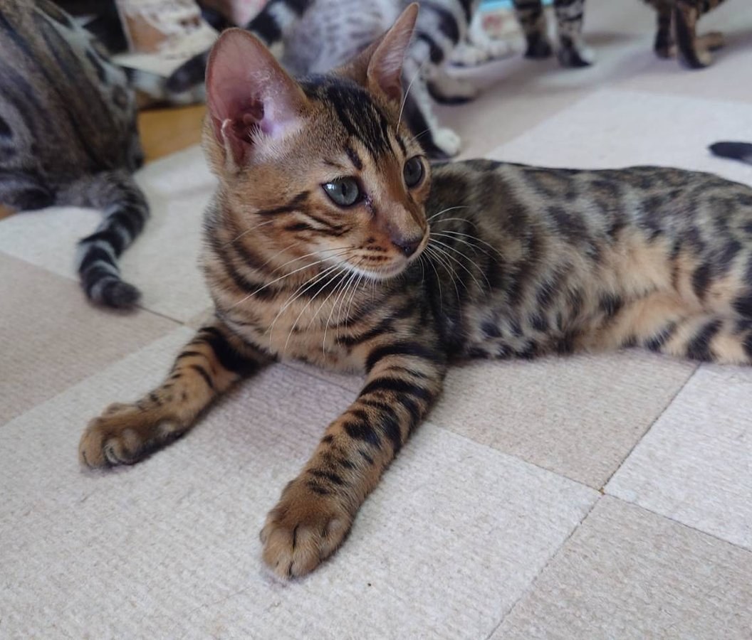 ベンガル猫のパンテール
